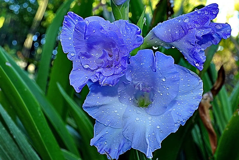 *** Blue gladiolus and drops ***, flower, flowers, color, nature, blue, HD wallpaper