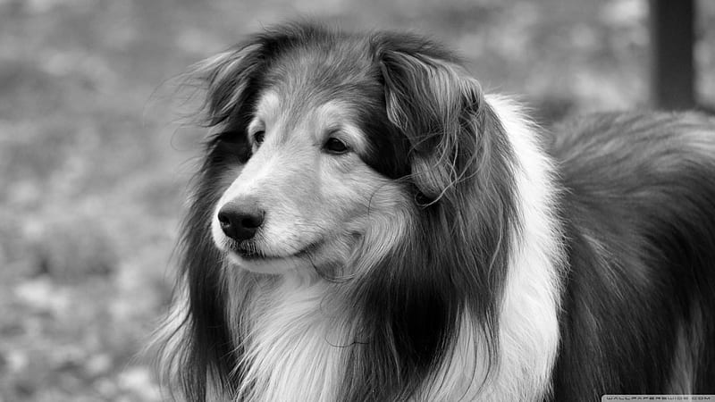 Lassie - A Dog With Colorful Background