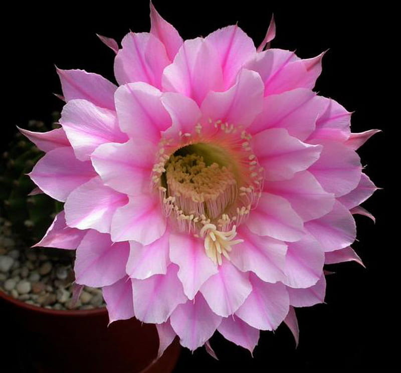 Rose Quartz, dessert plant, rose, flower, cactus, pink, quartz, HD wallpaper