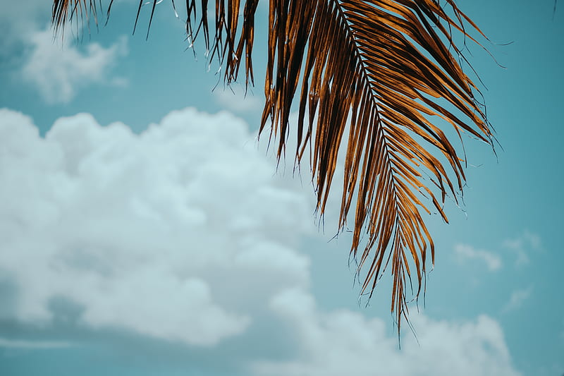 palm tree, branch, leaves, sky, HD wallpaper
