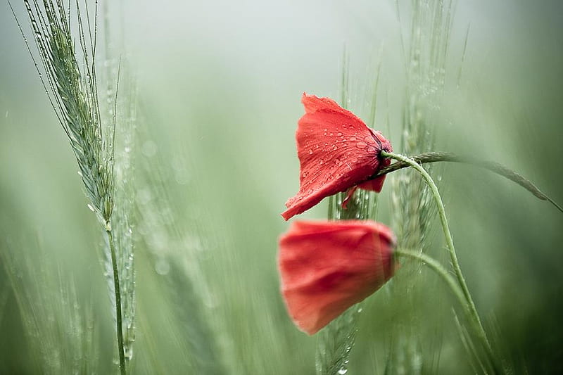 Par de flores, rojo, bonito, elegante, agradable, verde, atractivo