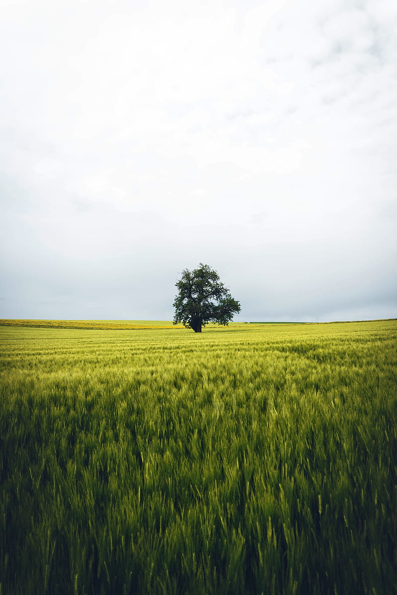Field, tree, lonely, landscape, nature, HD phone wallpaper | Peakpx