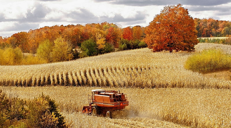 combine harvester in a corn field, harvester, corn, autumn, trees, field, HD wallpaper