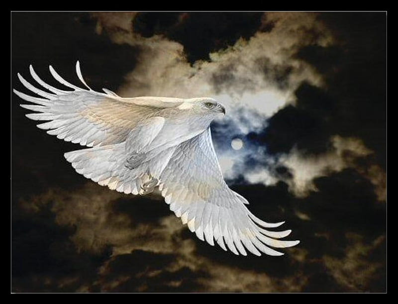 WHITE EAGLE, wings, eagle, sky, clouds, moon, bird, soaring, flying, white, night, HD wallpaper