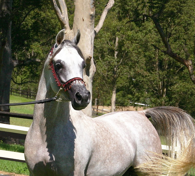Beautiful White Arabian, arabian horses, grey horses, white arabian horse, ponies, nature, white horses, animals, show horses, HD wallpaper