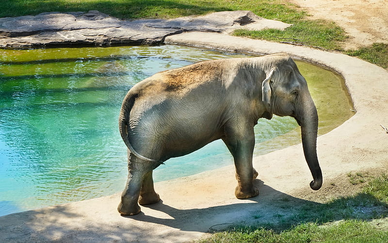 big elephant, pool, african animals, elephants, HD wallpaper
