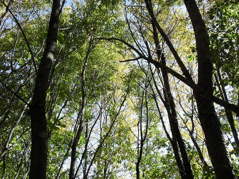 Deciduous Forest, pretty, forest, deciduous, woods, HD wallpaper