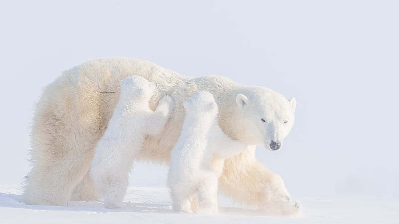 Two Baby Polar Bears And Mother Polar Bear Animals, HD wallpaper