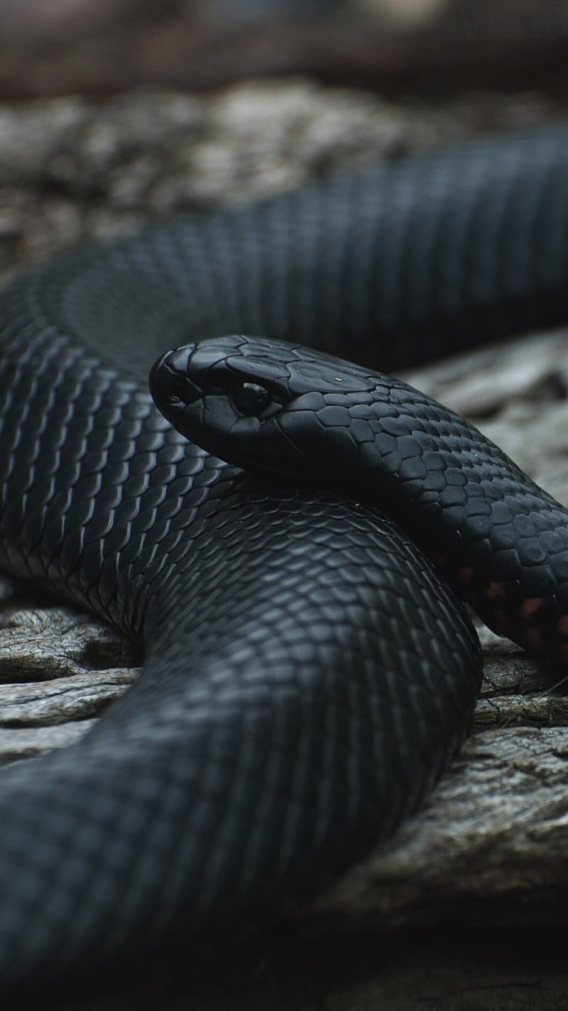 Black snake , snakes, danger, butler, viper, story, serpent, HD phone wallpaper