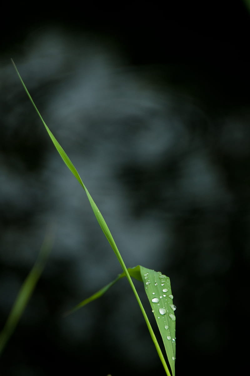 macro, drops, leaf, stem, HD phone wallpaper
