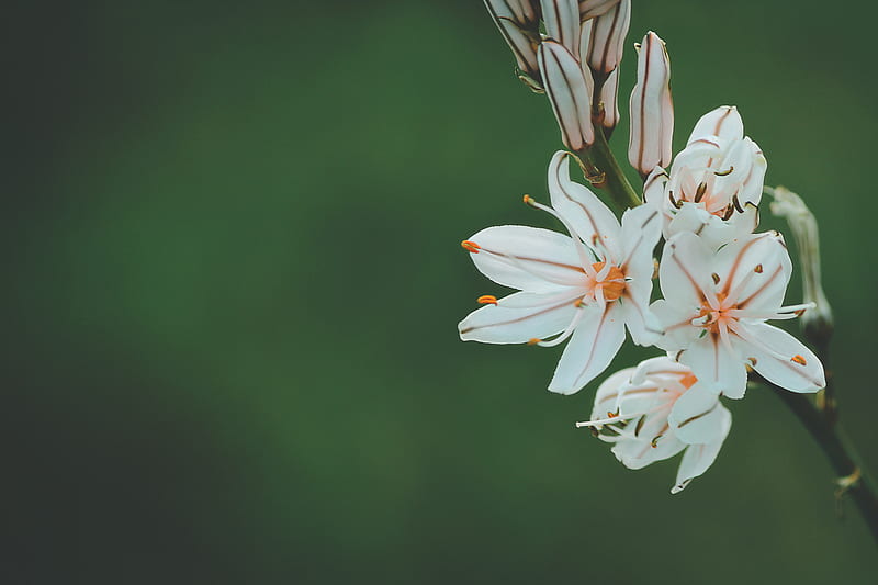 selective focus graphy of white and orange petaled flower, HD wallpaper