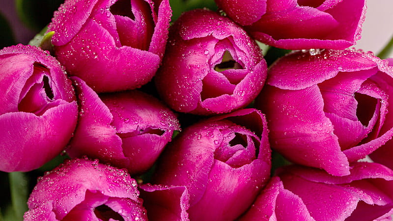 Pink Tulips Flowers With Water Drops Abstract Hd Wallpaper Peakpx