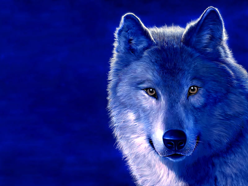Blue wolf, great wolf, bonito, animal, fantasy, wild, face, animals, dog,  blue, HD wallpaper | Peakpx