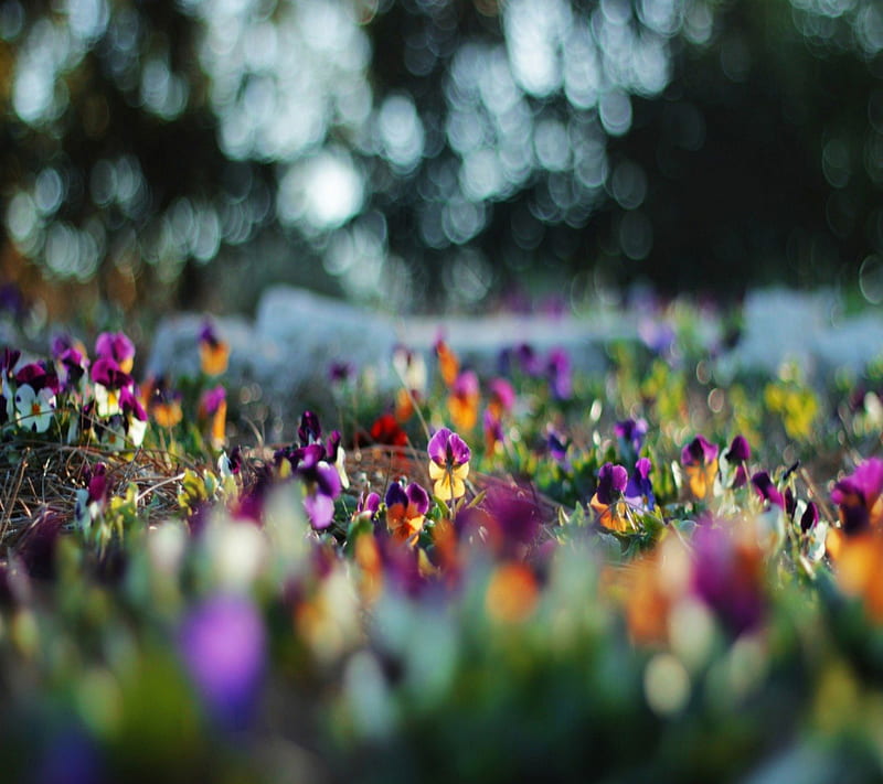 Field of Flowers, pretty, lovely, grass, orange, yellow, bonito, herb ...