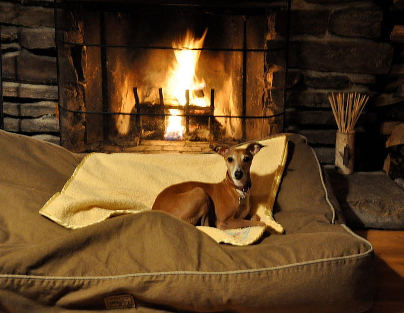 Resting by the fire, so cozy, warm, cozy, living room, resting, fire, fireplace, pleasant, home sweet home, love, siempre, animals, dogs, HD wallpaper