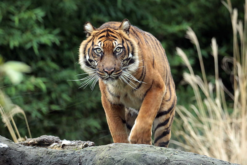 Cats, Tiger, Big Cat, Wildlife, predator (Animal), HD wallpaper | Peakpx