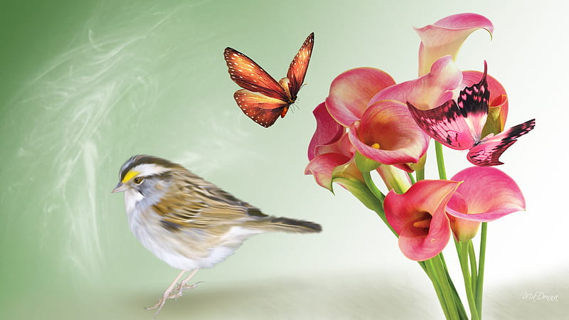 Calla Lilies Bloom, cala lily, butterfly, bird, green, summer, flowers, lily, spring, HD wallpaper