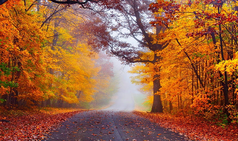 Autumn, forest, fall, woods, trees, leaves, autumn splendor, nature, road, HD wallpaper