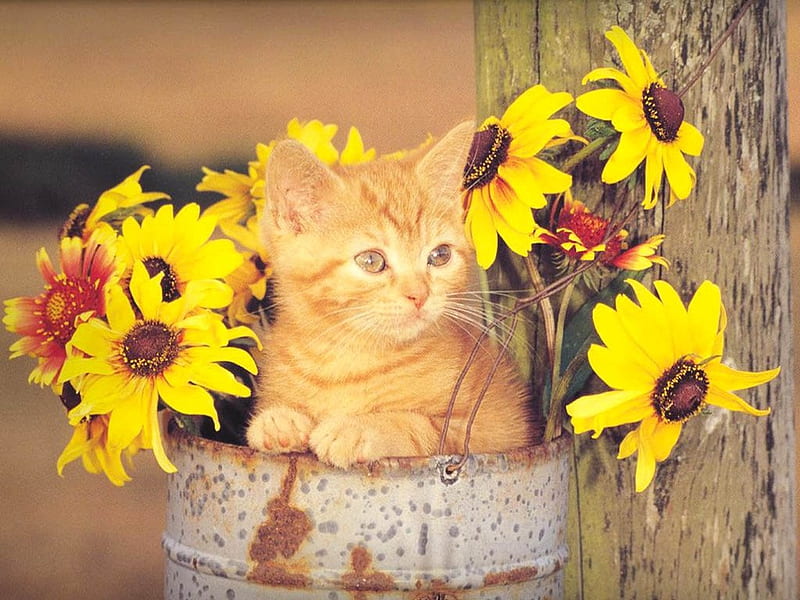 Blonde kitten among sunflowers, flower, sunflower, cat, kitten, HD wallpaper