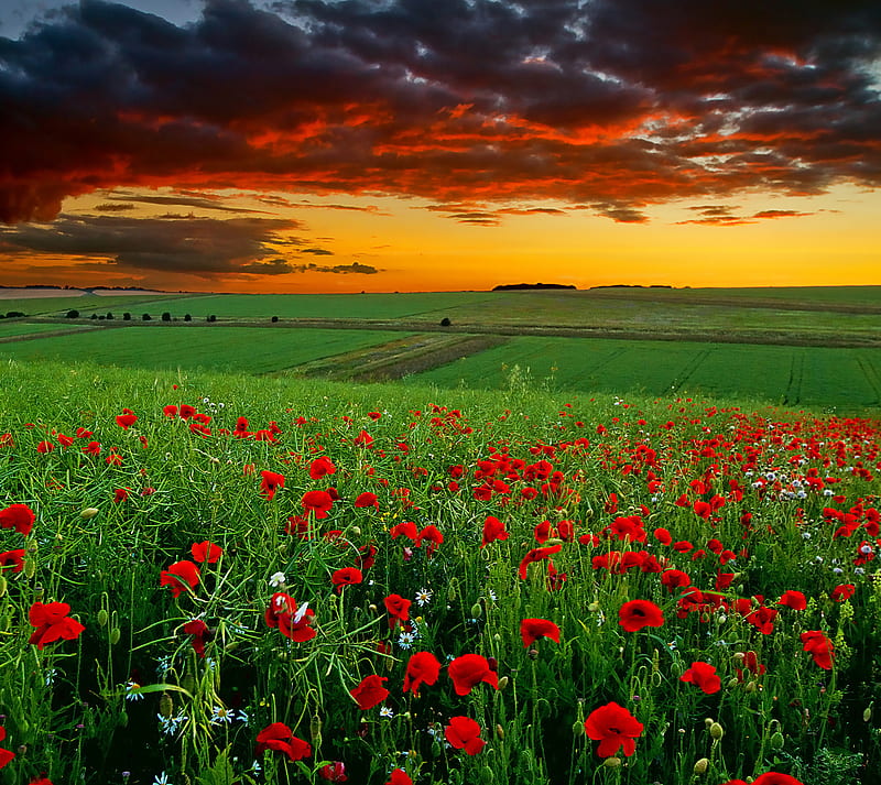 Twilight, clouds, field, poppies, sunset, HD wallpaper