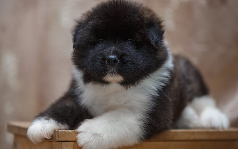 Akita, puppy, cute animals, dog, black akita puppy, HD wallpaper