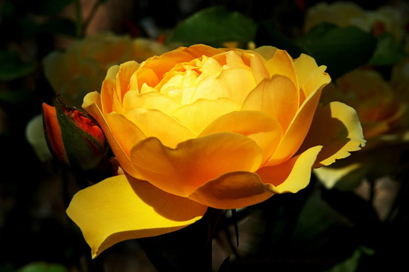 Lotus Rose, rose, flower, marco, yellow, nature, light effect, HD wallpaper