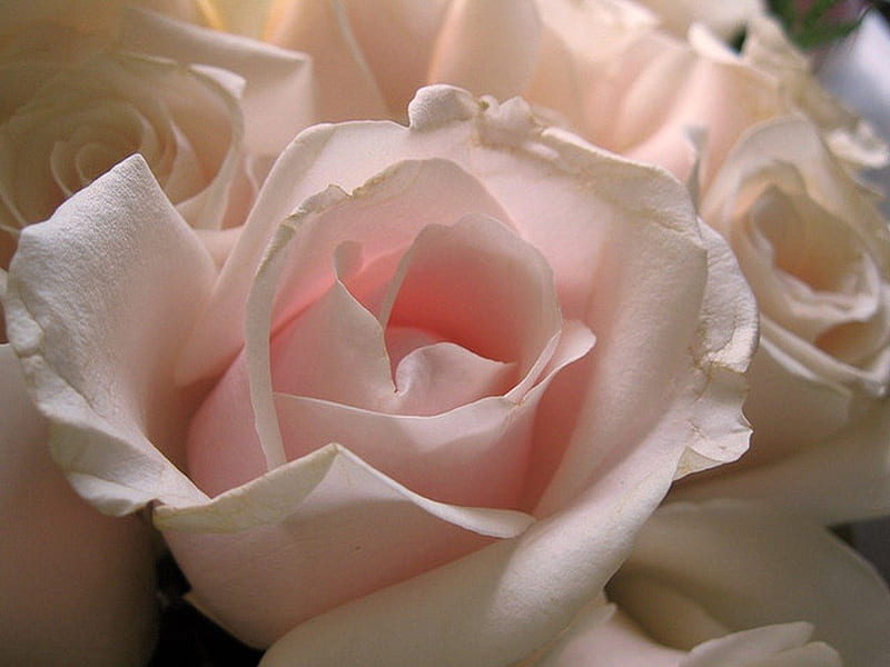 A hint of pink for creator, rose, flower, beauty, white, pink, HD wallpaper