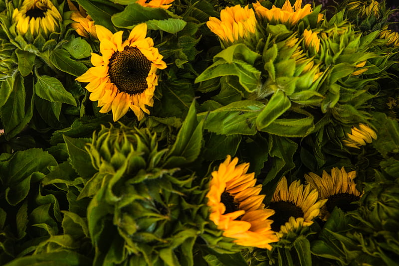 Close-UP of Sunflowers, HD wallpaper