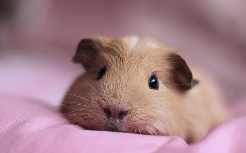 guinea pig look nose lying-Animal, HD wallpaper