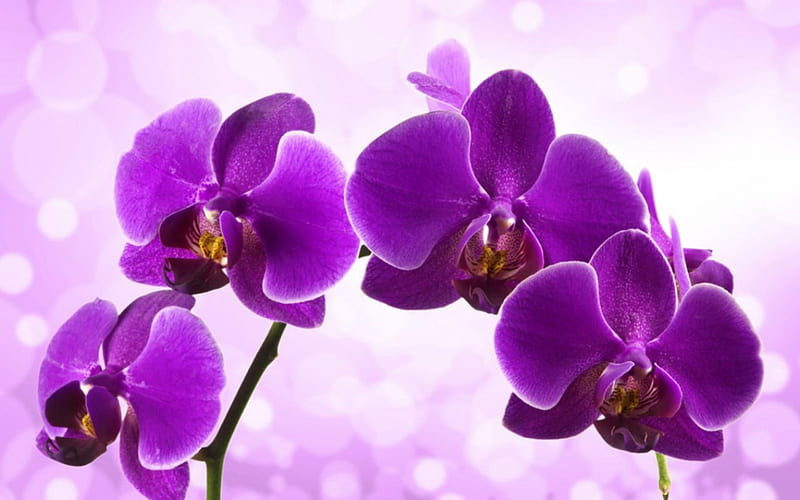 Purple orchids, flowers, petals, orchids, purple, HD wallpaper