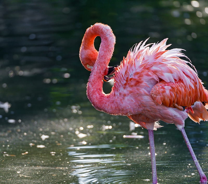 Pink Flamingo, bird, colorful, flamingo, nature, pink, tropical, vivid ...