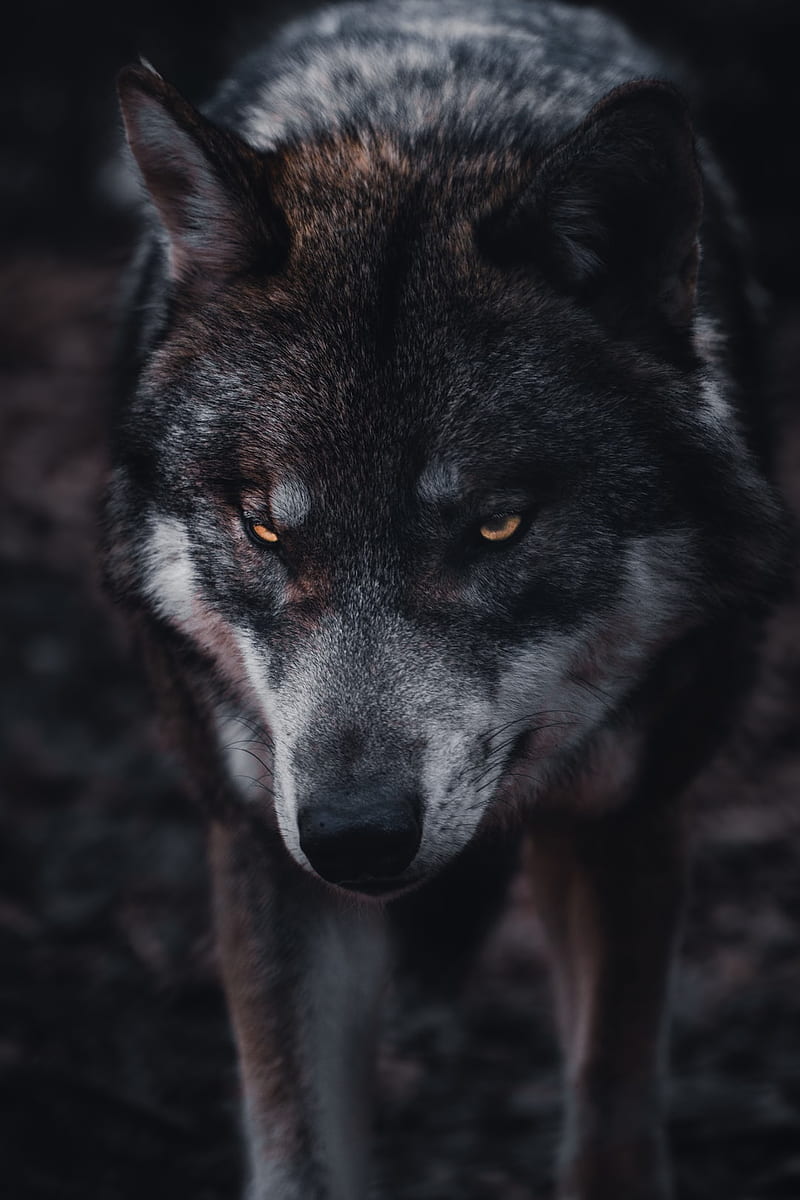 Wolf : [HQ], Dual Monitor Wolf, HD phone wallpaper