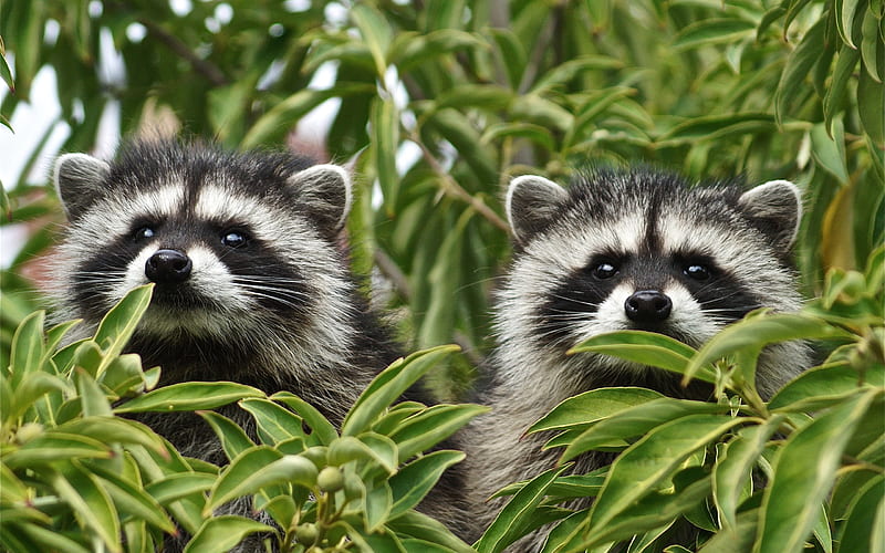 raccoons, forest, tree branch, forest inhabitants, cute animals, raccoon, HD wallpaper