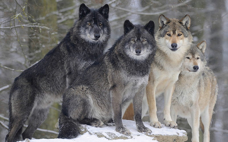 wolves, pack, wildlife, predators, winter, snow, forest, pack of wolves, HD wallpaper