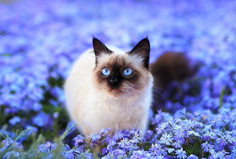 Cats, Flower, Cat, Blur, Field, Animal, Cute, Blue Eyes, Blue Flower, Himalayan Cat, HD wallpaper
