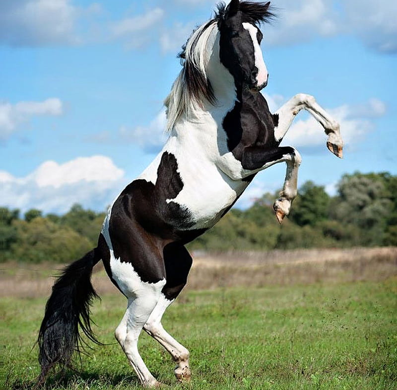 Power, black and white, bonito, horse, HD wallpaper | Peakpx