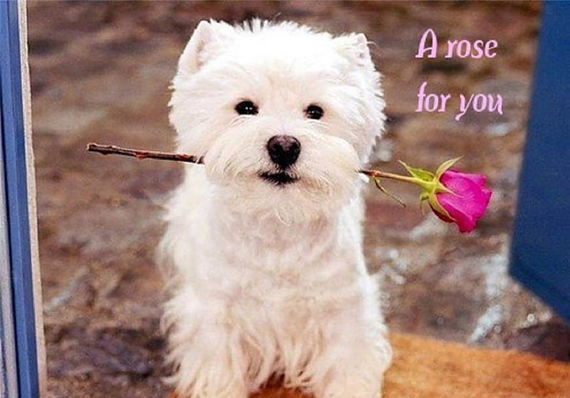 A Rose For You, Rose, Dog, Flower, Pet, HD wallpaper