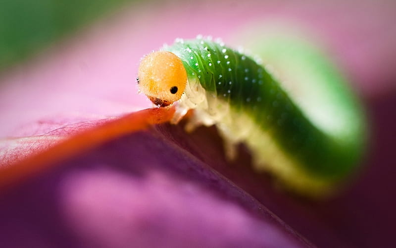 Cute Little Guy., little, guy, yellow, adorable, crawling, leaf, cute, bug, caterpillar, butterfly, green, purple, insect, nature, HD wallpaper