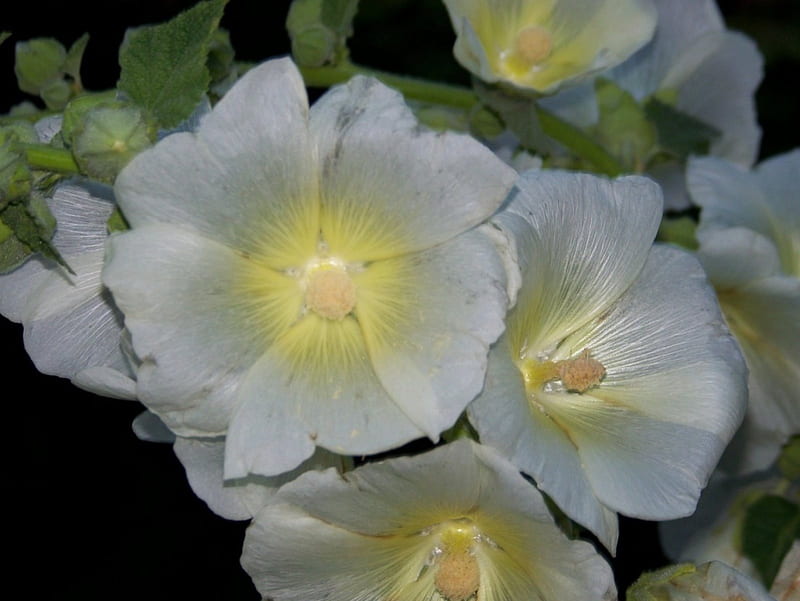 Hollyhock Flowers, garden, white hollyhock flowers, HD wallpaper