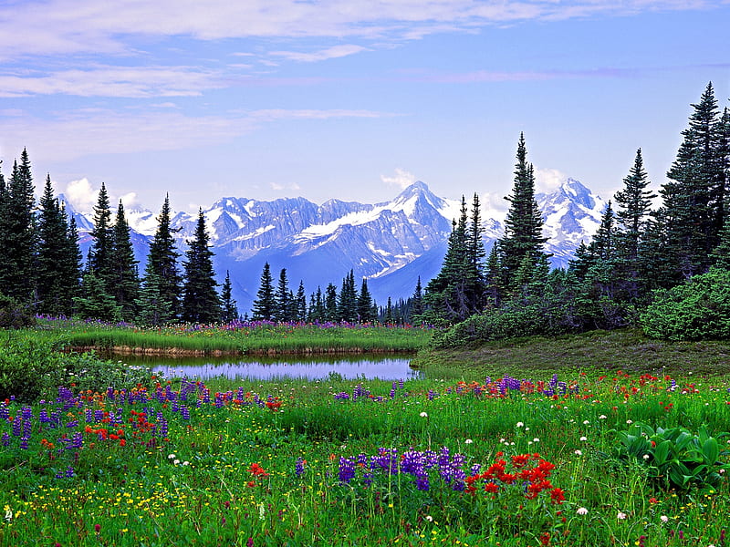 Rocky Mountains-British Columbia, forest, mountains, wildflowers, flowers, nature, trees, sky, alpine, HD wallpaper