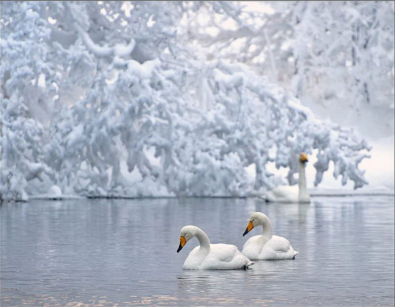 Snow swans, snow, trees, lake, swans, pair, winter, cold, HD wallpaper ...