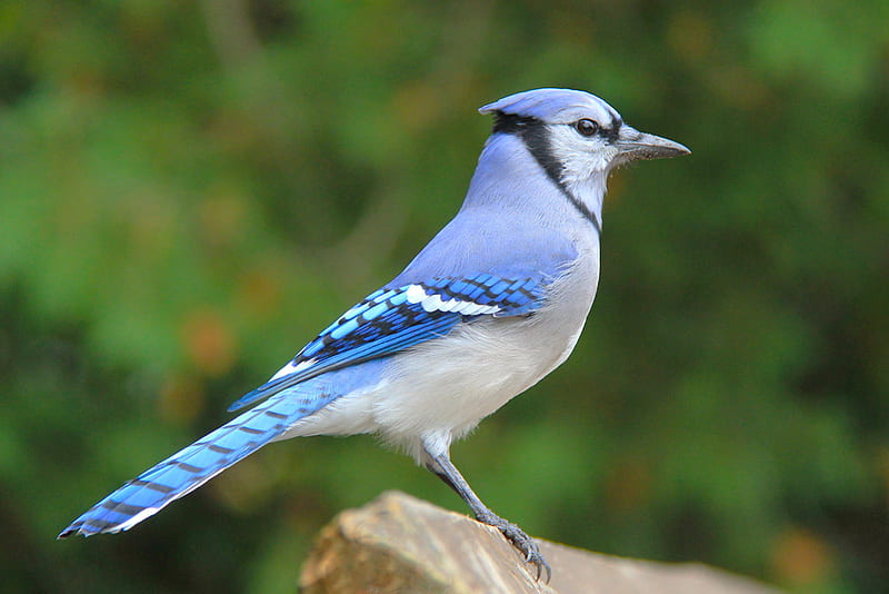 Beautiful Blue Jay, lovely, profile, bird, bonito, jay, blue, HD wallpaper