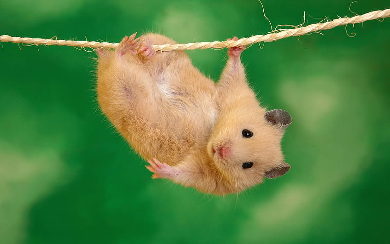 small hamsters-funny animal, HD wallpaper