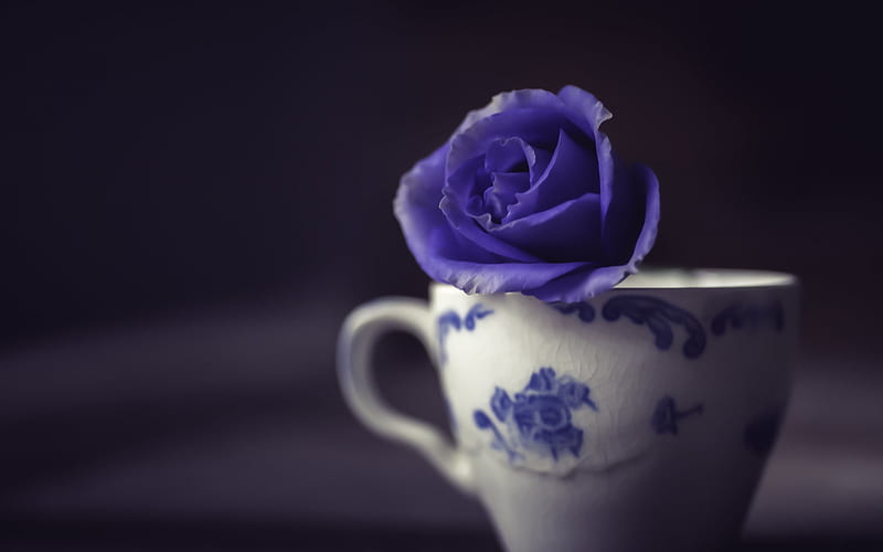 purple rose, white cup with roses, blue roses, flowers concepts, HD wallpaper