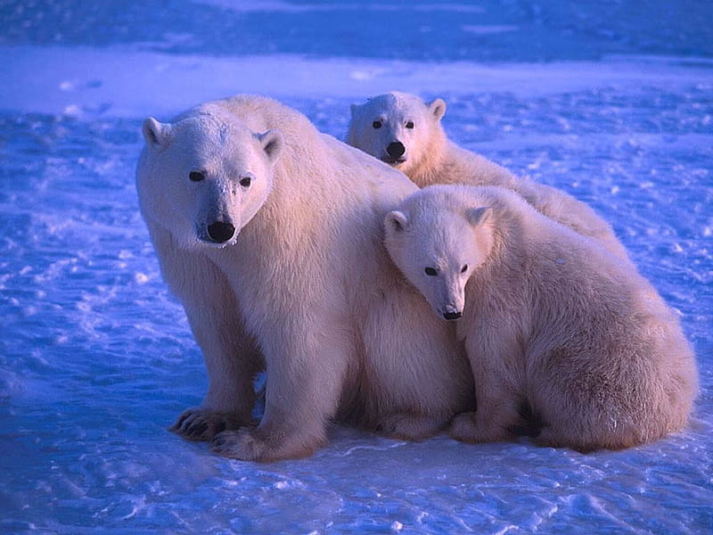 Bear polar family at blue light, arctic, mom, cub, bear, wildlife, polar, blue, HD wallpaper