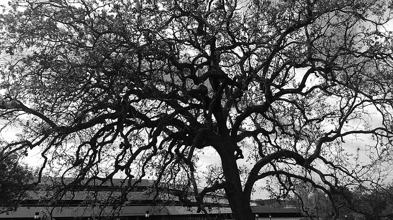 Oak Tree (Thousand Oaks, Ca.), Building, California, Oak, Baxter, Black and White, Tree, Oaks, Thousand, HD wallpaper