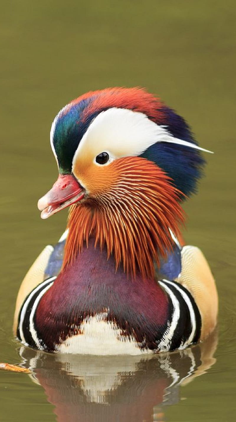Mandarin Duck, bird, pet, HD phone wallpaper | Peakpx