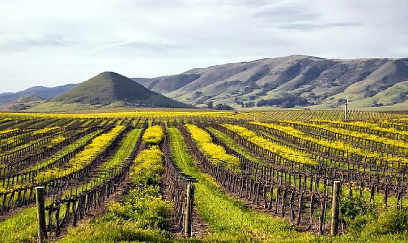 Vineyards in San Luis Obispo, California., grape, california, path, vineyard, hill, field, HD wallpaper