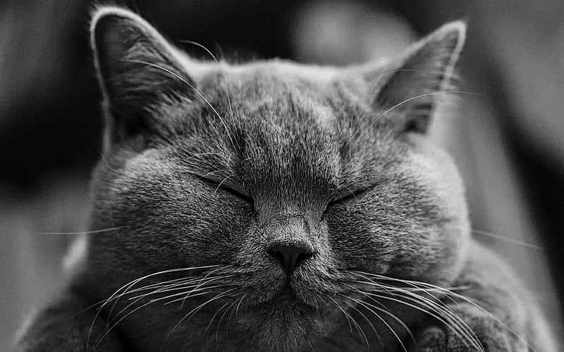 British Shorthair Cat, monochrome portrait, muzzle, pets, gray cat, HD wallpaper