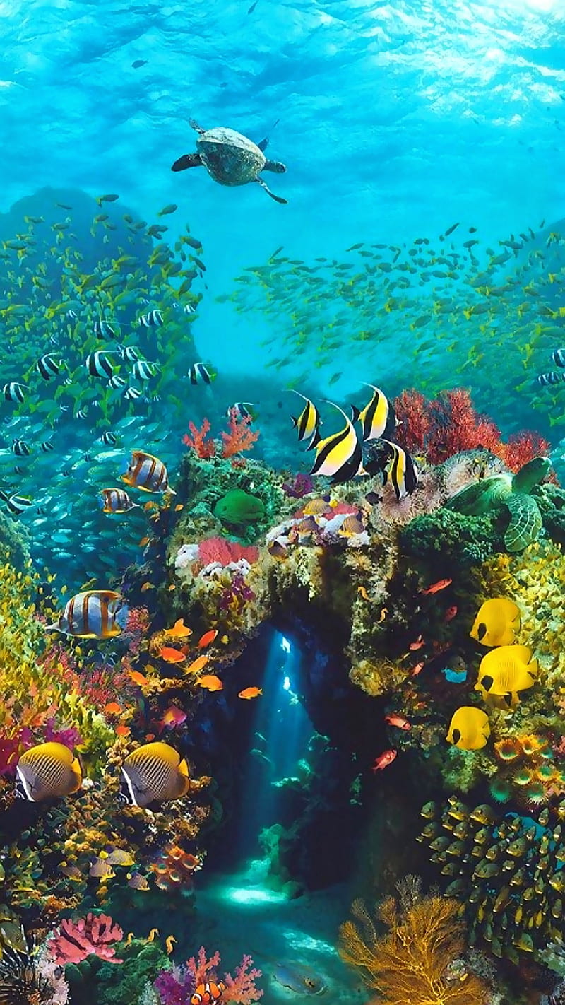 Under the ocean, aquarium, fish, landscape, life, marine, sea, sunrays,  tropical, HD phone wallpaper | Peakpx